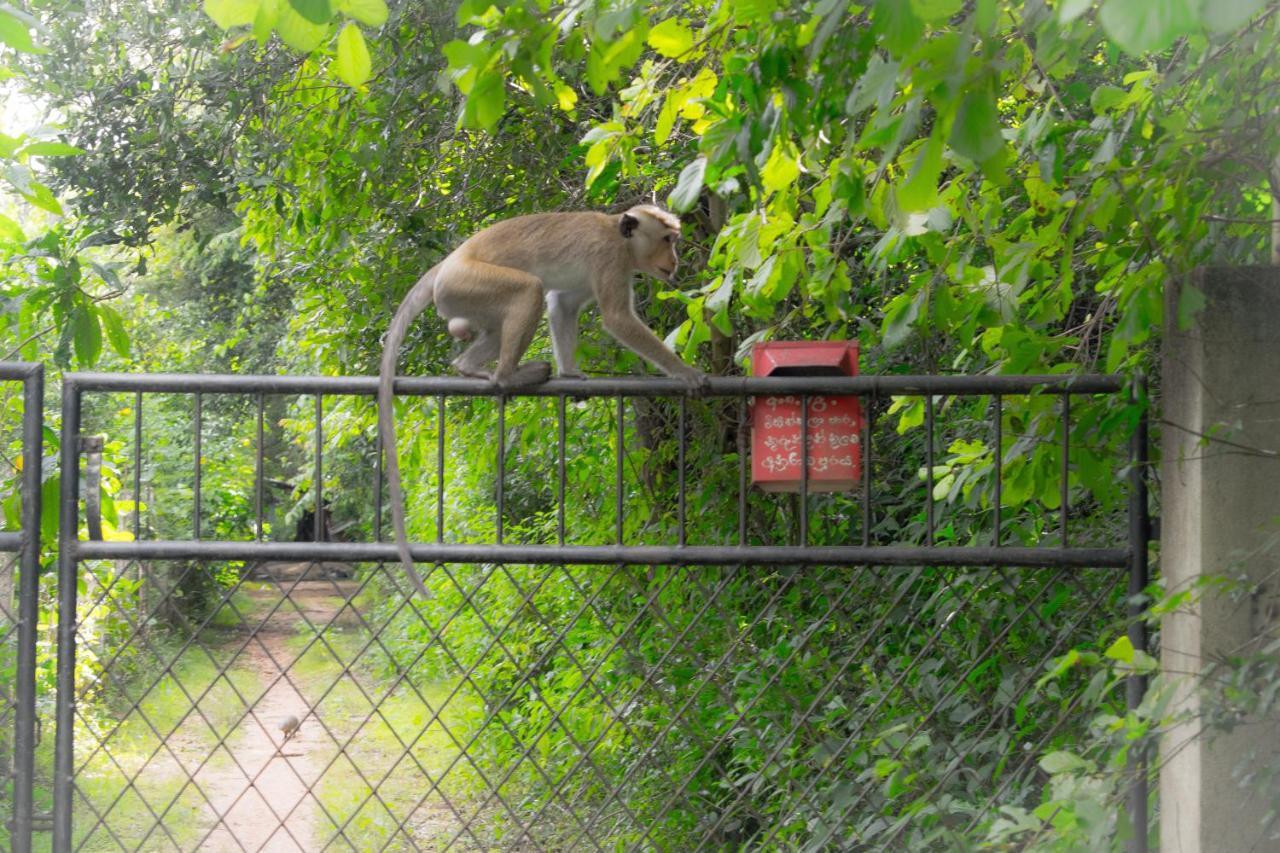 אנוראדפורה Green Cottage מראה חיצוני תמונה